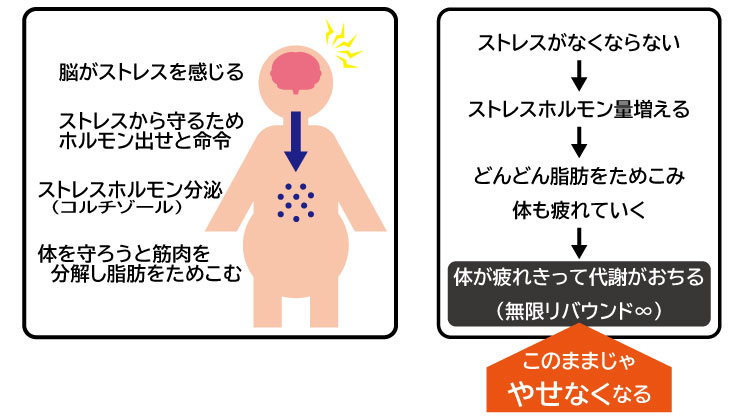 ストレスホルモンが分泌されるしくみ